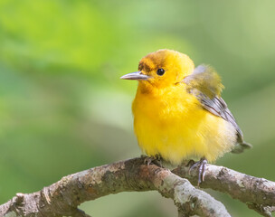 The prothonotary warbler (Protonotaria citrea) close up