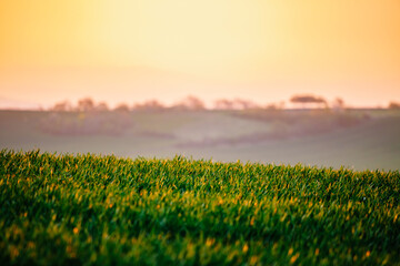 The evening sun illuminates the agricultural fields. South Moravia region, Czech Republic, Europe.