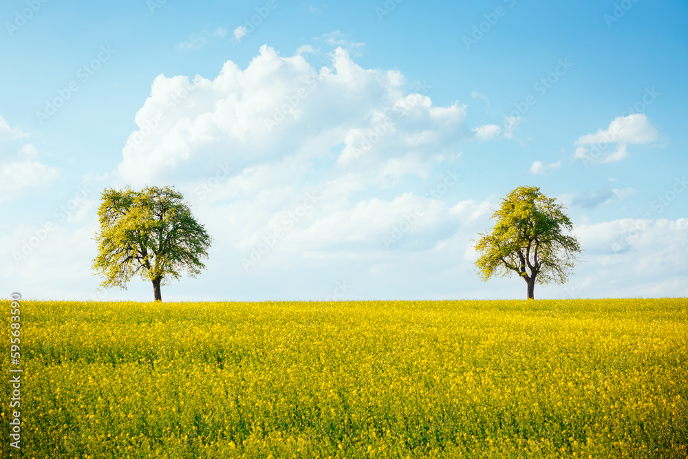 Poster Perfect spring scene with two lone trees in a canola field.