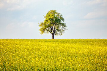 A perfect spring scene with a lone tree in a canola field. outh Moravia, Europe.