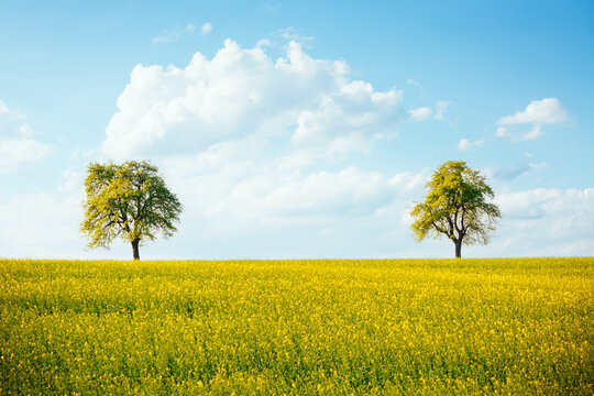Perfect spring scene with two lone trees in a canola field.