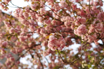 Spring vegetation in the park