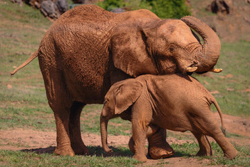Fototapeta na wymiar Elephant caring for its calf
