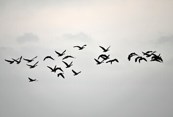 Flying Flock of Geese