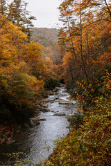 Fototapeta na wymiar Mountain River in Autumn