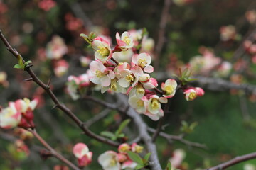 Chinese quince flowers, Chaenomeles speciosa, tree.