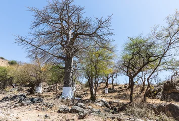 Zelfklevend Fotobehang Baobab Grove near Salalah, Sultanate of Oman © dadamira