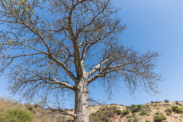 Fototapeta na wymiar Baobab Grove near Salalah, Sultanate of Oman