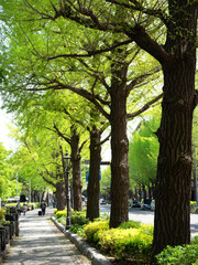 Fototapeta premium 横浜 山下公園通りのイチョウ並木。2023年４月、神奈川県横浜市にて撮影。