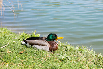 wild male duck, mallard quacking on grass near lake in sunny day