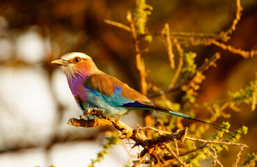 Coracias caudatus at sunset in Tarangire National Park, Tanzania.