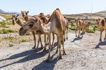 Camels grazing near the road near Salalah,  Sultanate of Oman