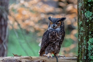 Great Horned Owl Sits Outdoors In Its Natural Environment
