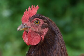 close up of chicken, Rooster chicken walks along, free range poultry