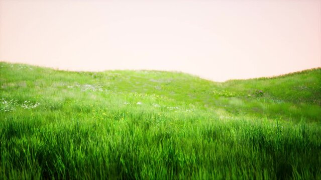 Landscape view of green grass on slope