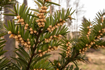 Yew sprig in spring with abundant yellow male flowers