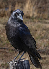 Crow in Cades Cove