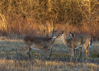 Deer in Cades Cove, GSMNP 