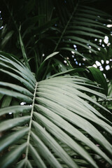 Palm leaves close up