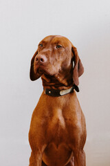 Vizsla minimalist portrait