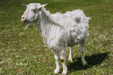 A white, curly-haired goat grazes in a meadow with green grass. Animal photography, portrait.