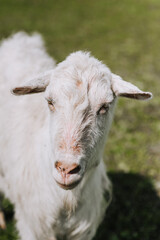 Photography, close-up portrait of the head of a white curly goat. Animal in nature.