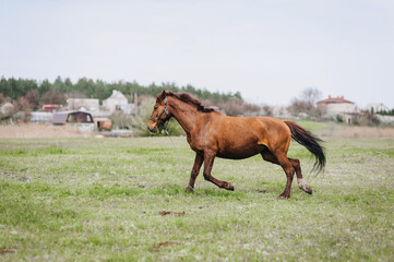 Beautiful young fast strong brown horse, stallion runs in a meadow with green grass in a pasture, nature. Animal photography, portrait, wildlife.