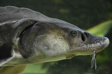 Large Atlantic sturgeon swims in deep blue salty water, close-up photo.  © Antonina Polezhayeva