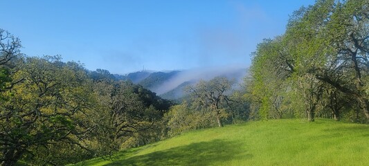 panorama of the forest