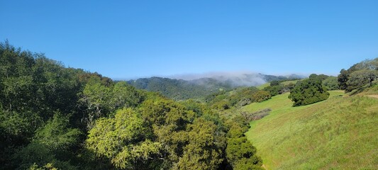 Fototapeta na wymiar panorama of the forest