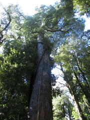 Fototapeta premium trees in the forest