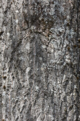 beautiful grain of a large tree trunk as a background for structures