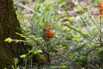 protection of young forest trees against browsing by deer