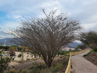 Naklejka premium tree in the park, Hatta, Dubai, Uae.