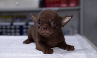 A chocolate-colored chihuahua puppy sits scaredly on a table in a veterinary clinic. Chihuahua baby at the reception at the veterinarian looks around. Puppy flattened his ears on a visit to the vet.