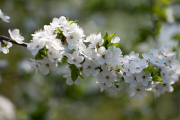 Spring flowers of cherry tree