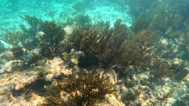 Reef fish swimming among the rock and coral reef in Cayman Islands.