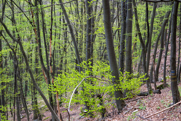 Fototapeta na wymiar Beech Forest near village of Zasele at Balkan Mountains, Bulgaria