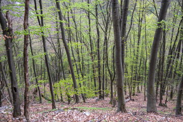 Beech Forest near village of Zasele at Balkan Mountains, Bulgaria
