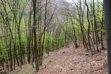 Fototapeta premium Beech Forest near village of Zasele at Balkan Mountains, Bulgaria