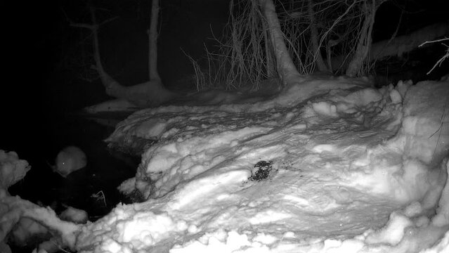 The night mode camera showing the beavers crawling from the river to the side with the thick snow trail camera in Estonia
