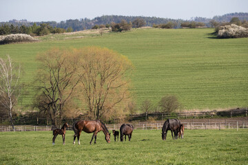 Mare with foal in the spring green pasture