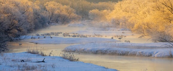 Swans and Red-Crowned Cranes Rest on Misty Setsuri River on Hokkaido Morning