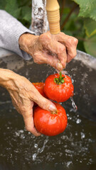 woman washes tomatoes harvest in back yard
