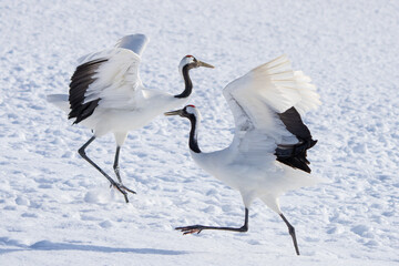 Obraz premium Japanese Red-Crowned Cranes Perform Mating Dance in Hokkaido