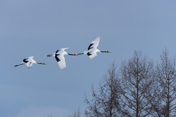 Japanese Red-Crowned Cranes in Flight in Winter in Hokkaido Japan
