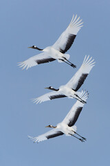 Japanese Red-Crowned Cranes in Flight in Winter in Hokkaido Japan