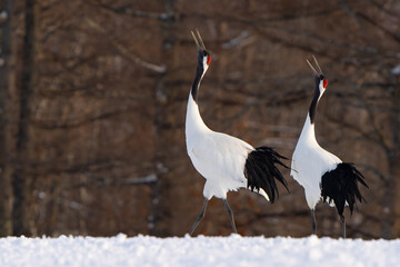 Obraz premium Japanese Red-Crowned Cranes Perform Mating Dance in Hokkaido