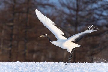 Japanese Red-Crowned Cranes in Flight in Winter in Hokkaido Japan