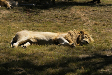 The lion is one of the big cats in the genus Panthera